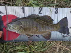 スモールマウスバスの釣果
