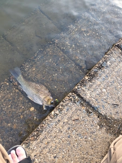 ヘラブナの釣果