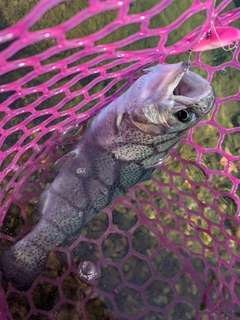 ニジマスの釣果