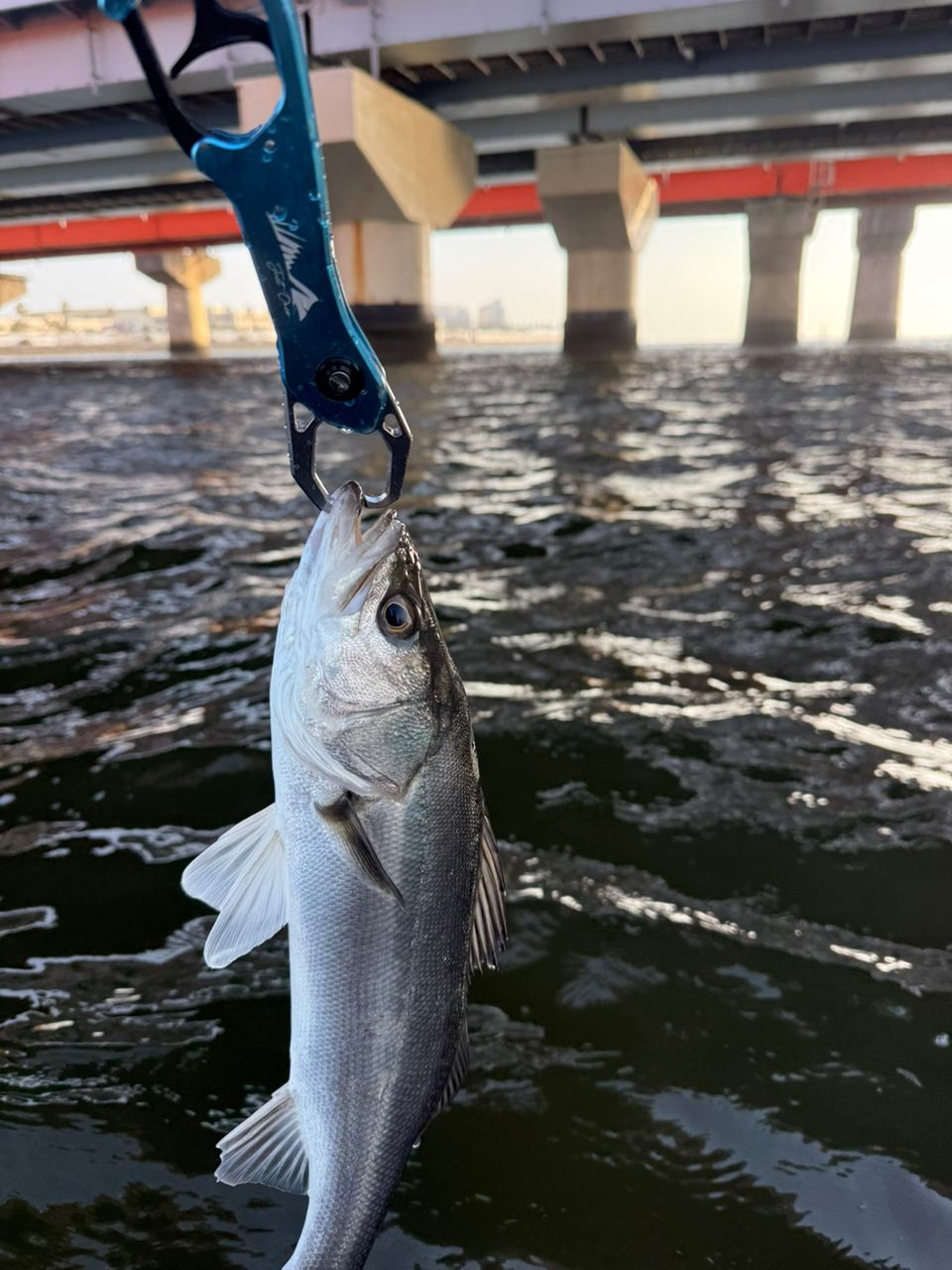 DAIWA 21モアザン ブランジーノ EX AGS 94MLの最安値・インプレ・釣果