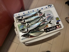 サバの釣果