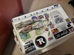スルメイカの釣果