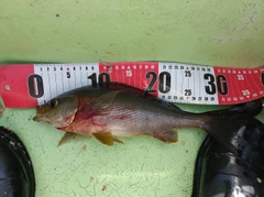 イサキの釣果
