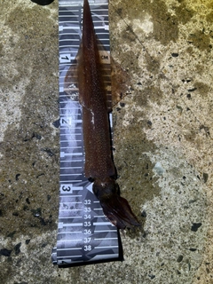 ササイカの釣果