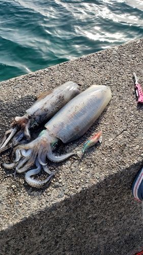 アオリイカの釣果
