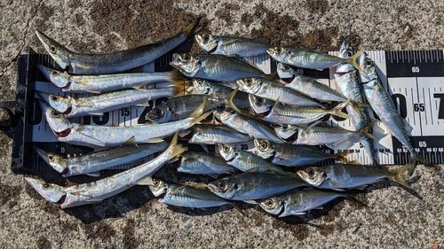 アジの釣果