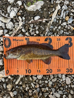 スモールマウスバスの釣果