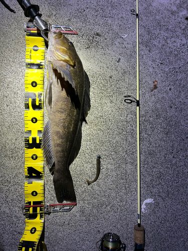 アイナメの釣果