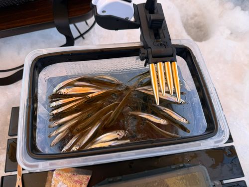 ワカサギの釣果