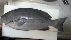 クチブトグレの釣果