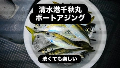 アジの釣果