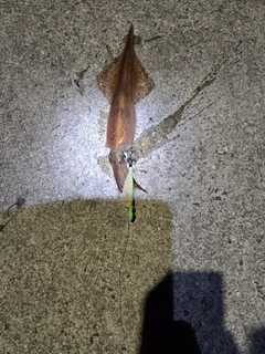 ササイカの釣果