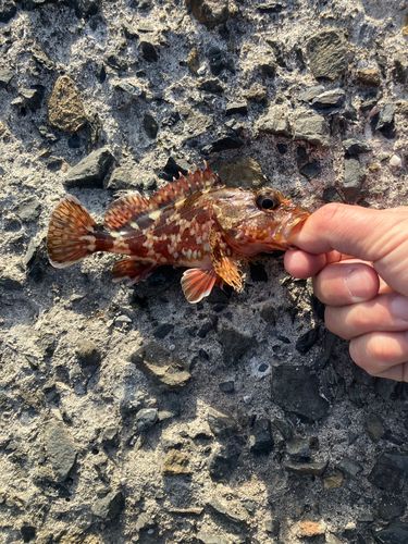 アラカブの釣果