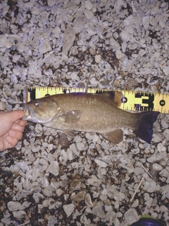 スモールマウスバスの釣果