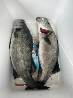 ヒラスズキの釣果