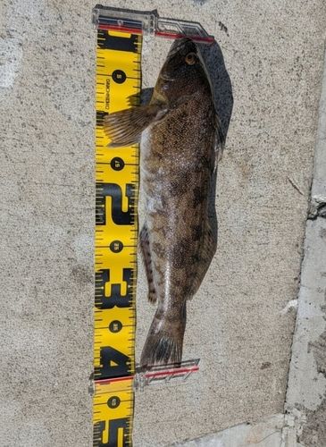 アイナメの釣果