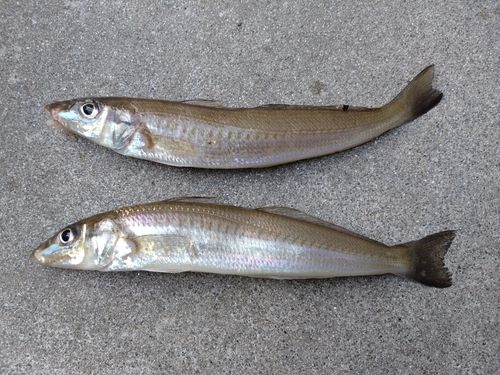キスの釣果