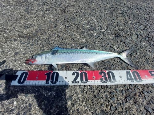 サゴシの釣果