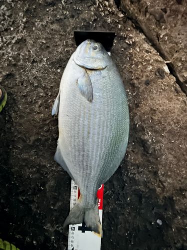 イスズミの釣果
