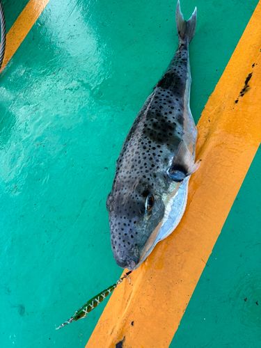 センニンフグの釣果