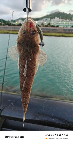 ミナミマゴチの釣果