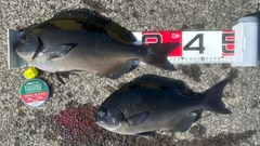 オナガグレの釣果