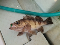 シロメバルの釣果