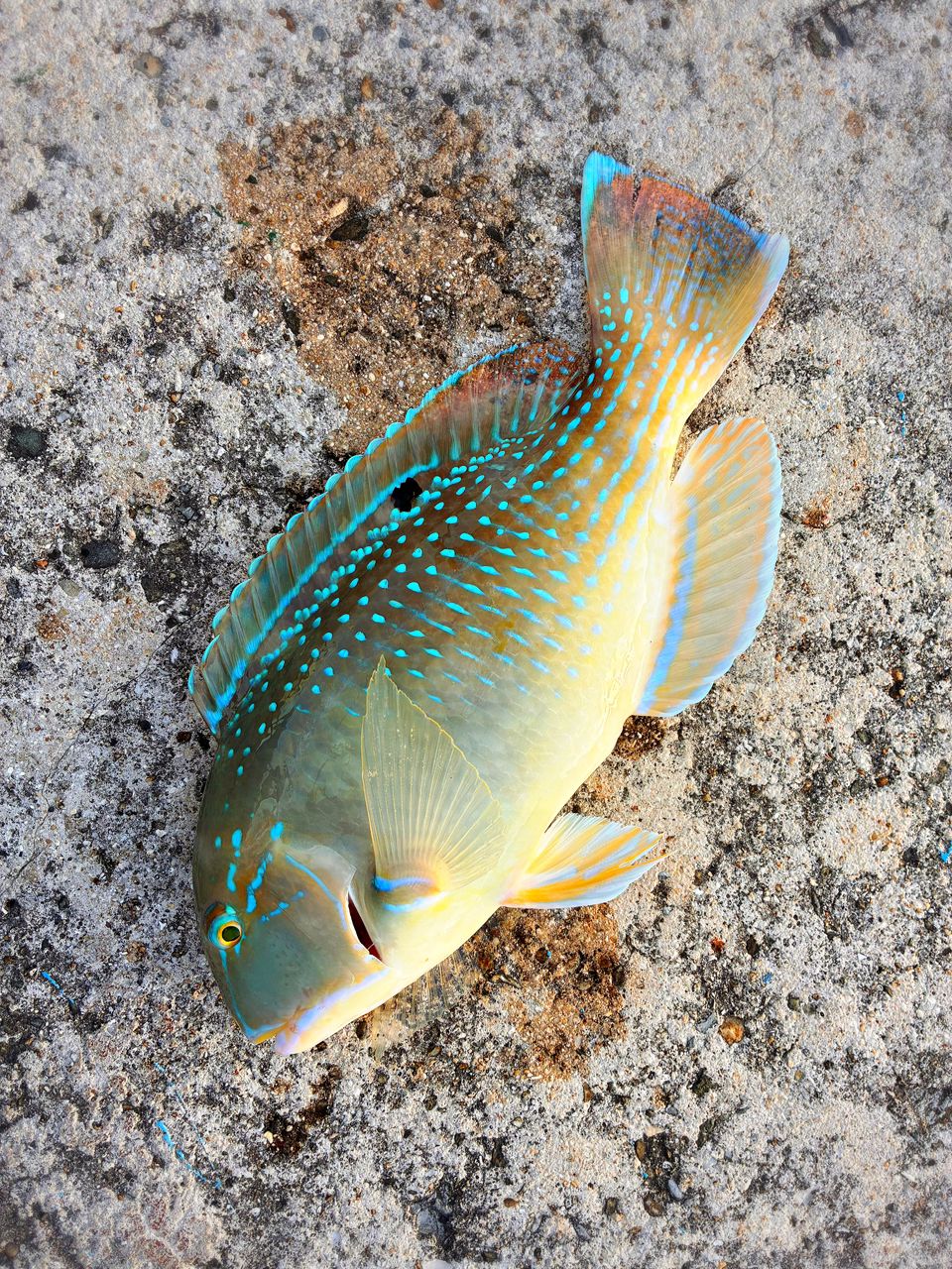 SHIMANO 18ラディックス 1.5-530の最安値・インプレ・釣果 | 本音の