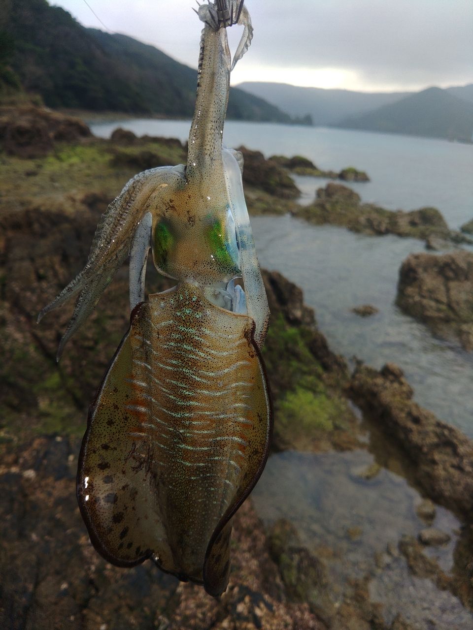 DAIWA 21エメラルダス ストイスト RT 76MMHの最安値・インプレ・釣果