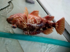 アラカブの釣果