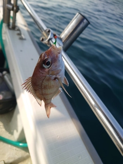 マダイの釣果