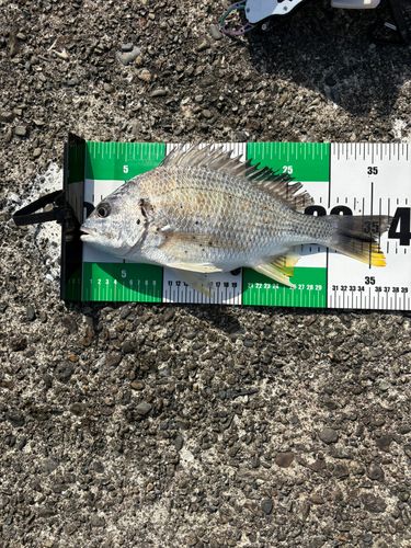 キビレの釣果