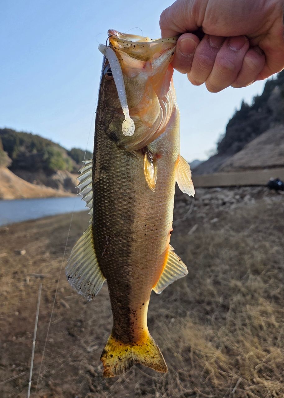 ブラックバスの釣果写真