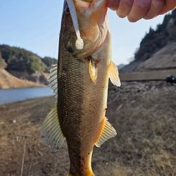 ブラックバスの釣果写真