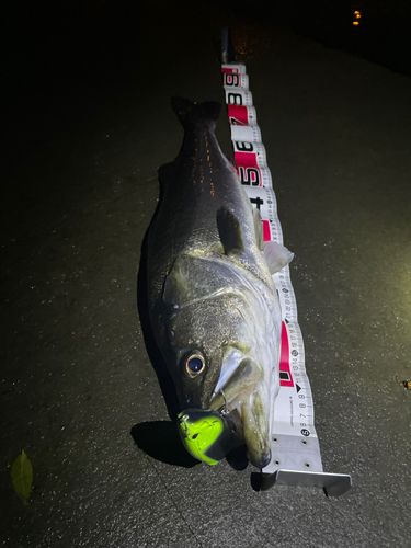 シーバスの釣果