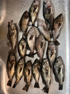 クロメバルの釣果