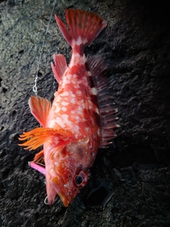 アラカブの釣果