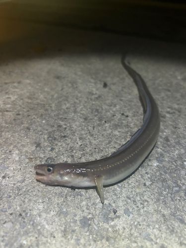 アナゴの釣果