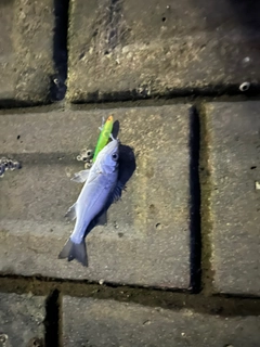 セイゴ（マルスズキ）の釣果