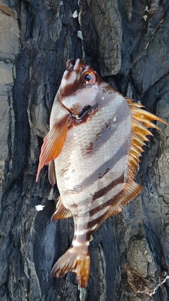 タカノハダイの釣果