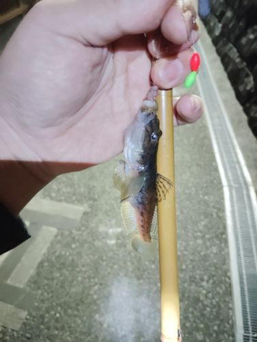 マハゼの釣果