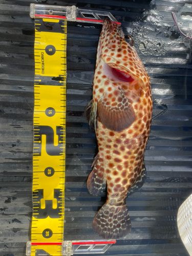 イシガキハタの釣果
