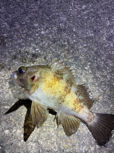 和歌山県で釣れたハモの釣り・釣果情報 - アングラーズ | 釣果600万件