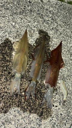 ヤリイカの釣果