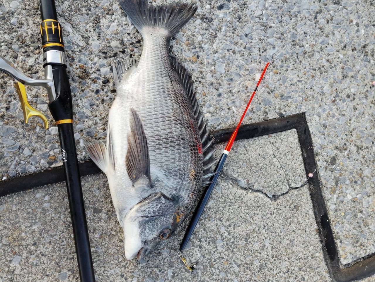 SHIMANO 19鱗海 AX 1-530の最安値・インプレ・釣果 | 本音の口コミが