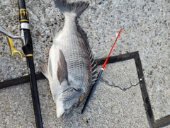 SHIMANO 19鱗海 AX 1-530の最安値・インプレ・釣果 | 本音の口コミが 