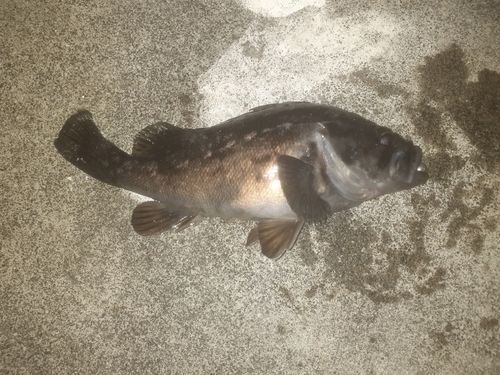 クロソイの釣果