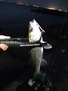 セイゴ（マルスズキ）の釣果