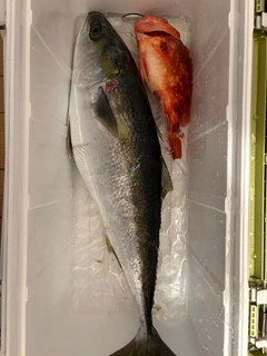 ワラサの釣果