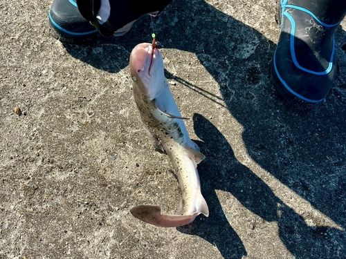 ドチザメの釣果